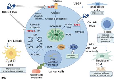 The potential of aryl hydrocarbon receptor as receptors for metabolic changes in tumors